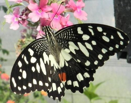 Papilio demoleus